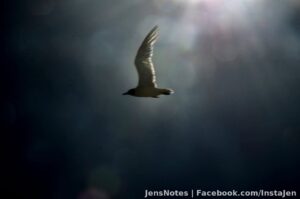Stay away from the light flying rat... lol :) My lens was completely sea spray covered which only takes about 5 minutes so all