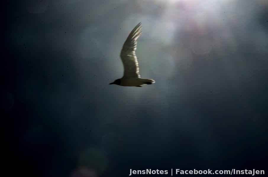 Stay away from the light flying rat... lol :) My lens was completely sea spray covered which only takes about 5 minutes so all