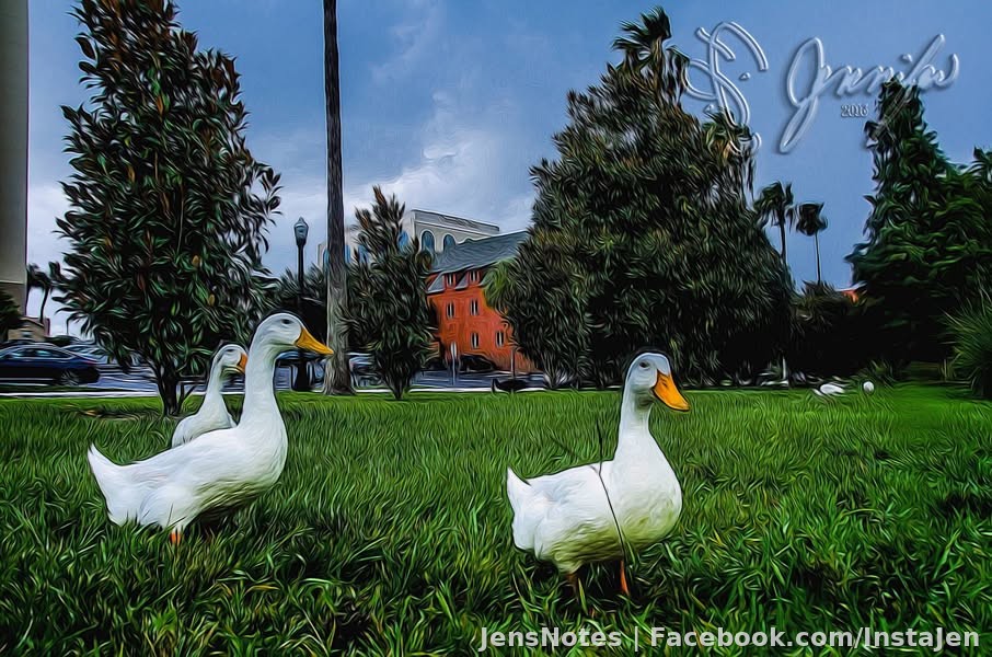 I like my artful effect here. These are my duck gang bangers in Lakeland... lol. They got swagger.