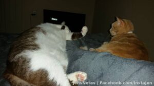 Seriously I'd love to fall asleep but these kids aren't sharing space in bed with me very well lol. Fat lazy kitties! It's 3am