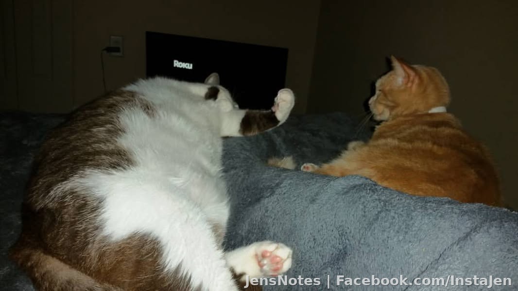 Seriously I'd love to fall asleep but these kids aren't sharing space in bed with me very well lol. Fat lazy kitties! It's 3am