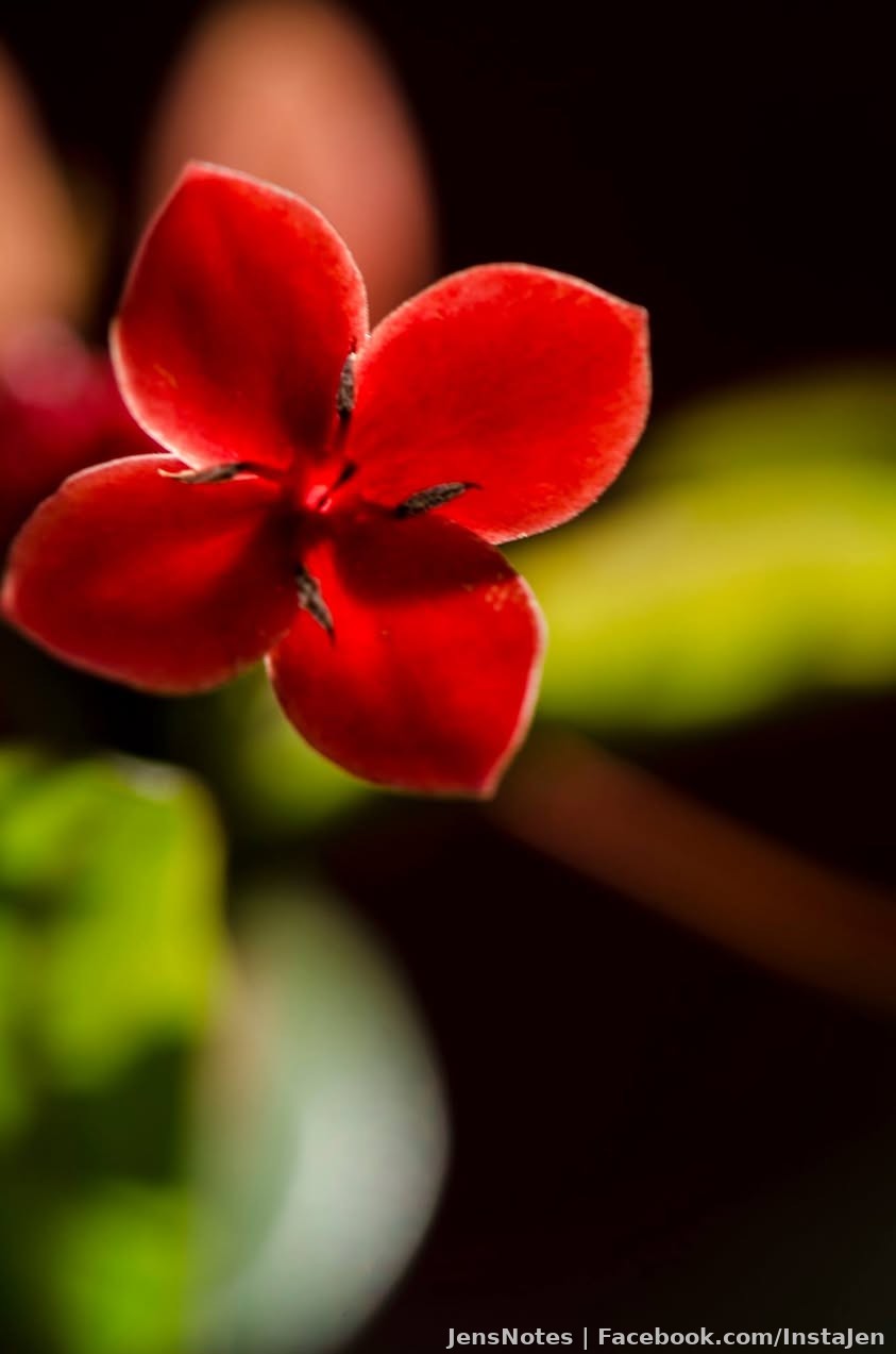 An eraser sized flower somewhere on the gulf side of Florida