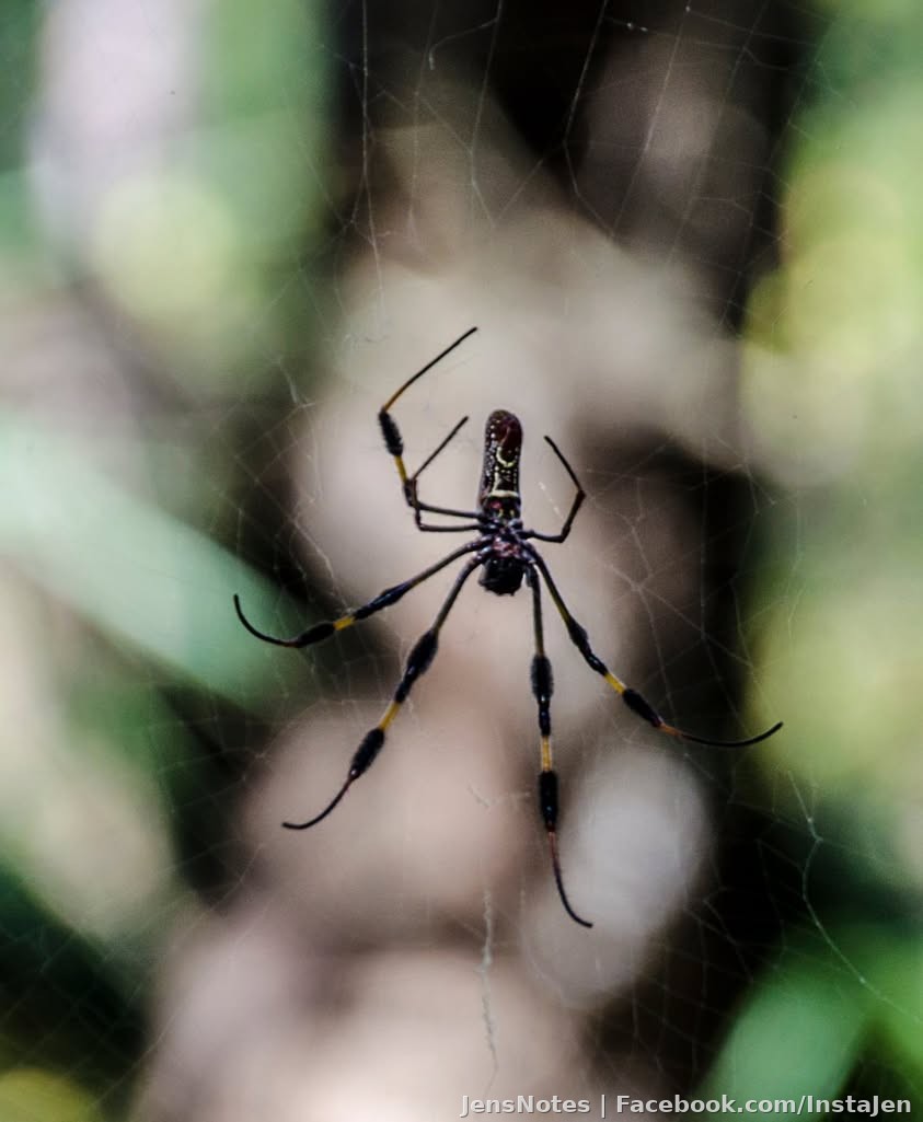 Never ever ever ever do I want to ever see one of these in my residence. Just OMG!!!!!!!!! Florida and it's critters. Photography of