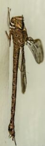 Never in my life I have I felt sorry for a beastly steroidal dragonfly the size of my hand, until today. I went to