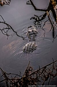 My personal super gator that my ex ran from like a weenie... it was 8-10ft.