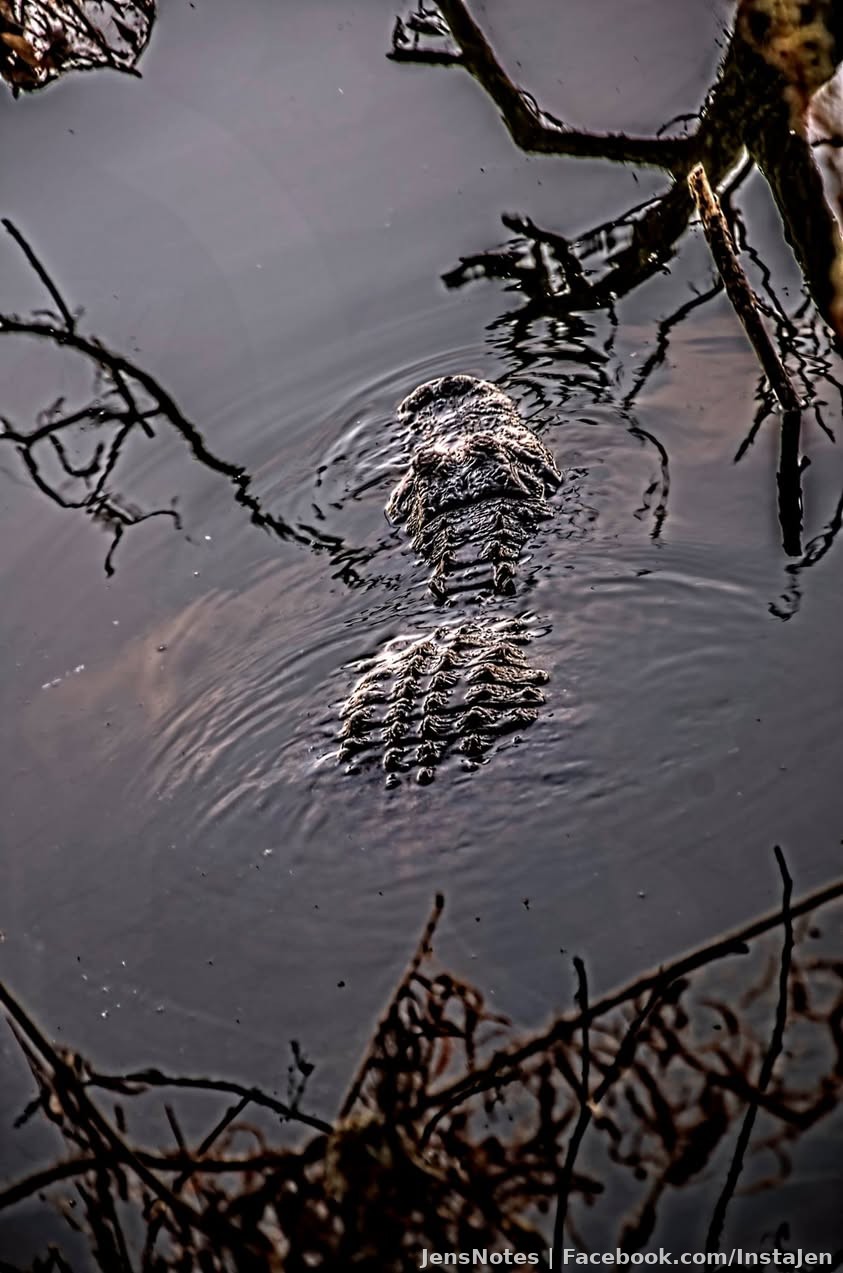 My personal super gator that my ex ran from like a weenie... it was 8-10ft.
