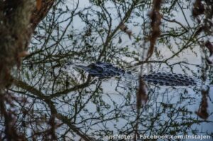 I had a live stream going of this gator, for me personally, it was the largest gator I had ever seen, and it approached