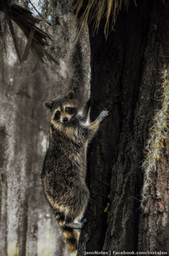 This raccoon scared me today lol