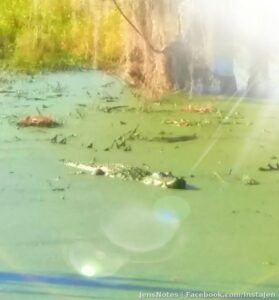 No gatorzilla today...but man we saw about ten 7- 10ft gators and dozens of babies. Caitlyn took this cell phone pic!