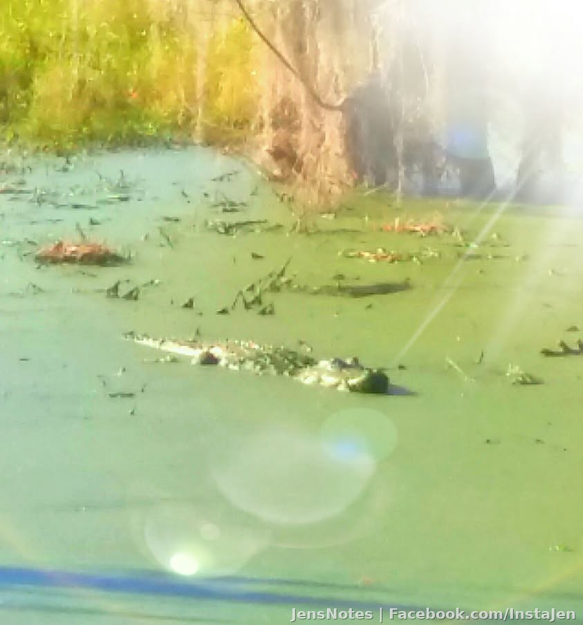 No gatorzilla today...but man we saw about ten 7- 10ft gators and dozens of babies. Caitlyn took this cell phone pic!