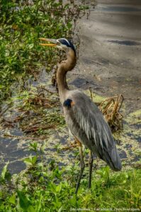 A blue heron who was giving me a lot of lip and sticking his tongue out at me a lot.