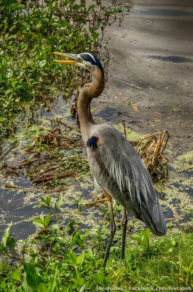 A blue heron who was giving me a lot of lip and sticking his tongue out at me a lot.