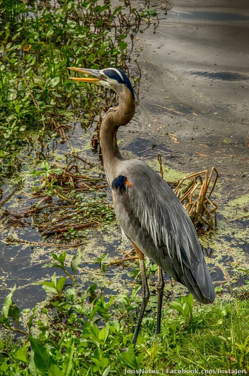 A blue heron who was giving me a lot of lip and sticking his tongue out at me a lot.