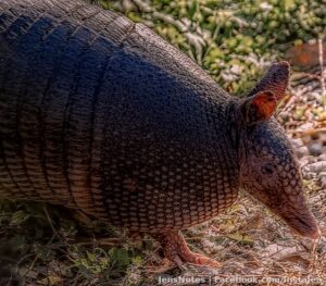 An armadillo. I get on the ground for these ones to chase after :)