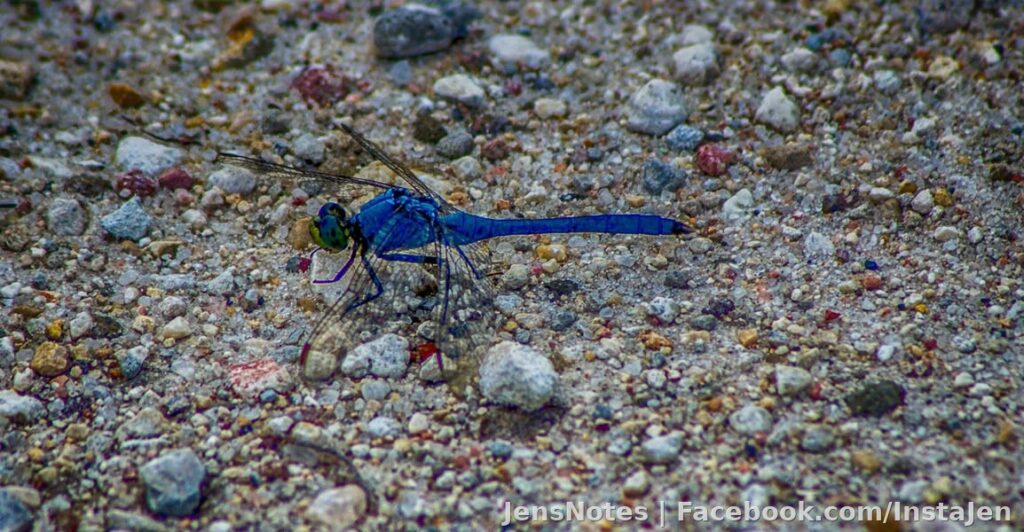 It looks small, but it's like the size of my hand If I didn't have a camera, trust me, i'd run. Lol. Dragonflies on