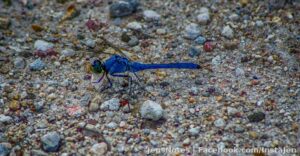 It looks small, but it's like the size of my hand If I didn't have a camera, trust me, i'd run. Lol. Dragonflies on