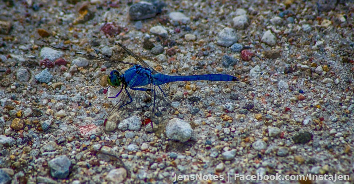 It looks small, but it's like the size of my hand If I didn't have a camera, trust me, i'd run. Lol. Dragonflies on
