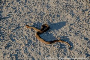 I saw my first snake ever in 3.5 years coming to FL today lol.. I have no clue what it is or i it's