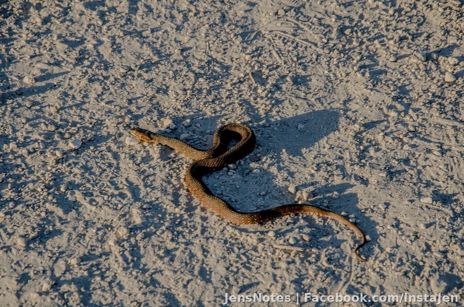 I saw my first snake ever in 3.5 years coming to FL today lol.. I have no clue what it is or i it's