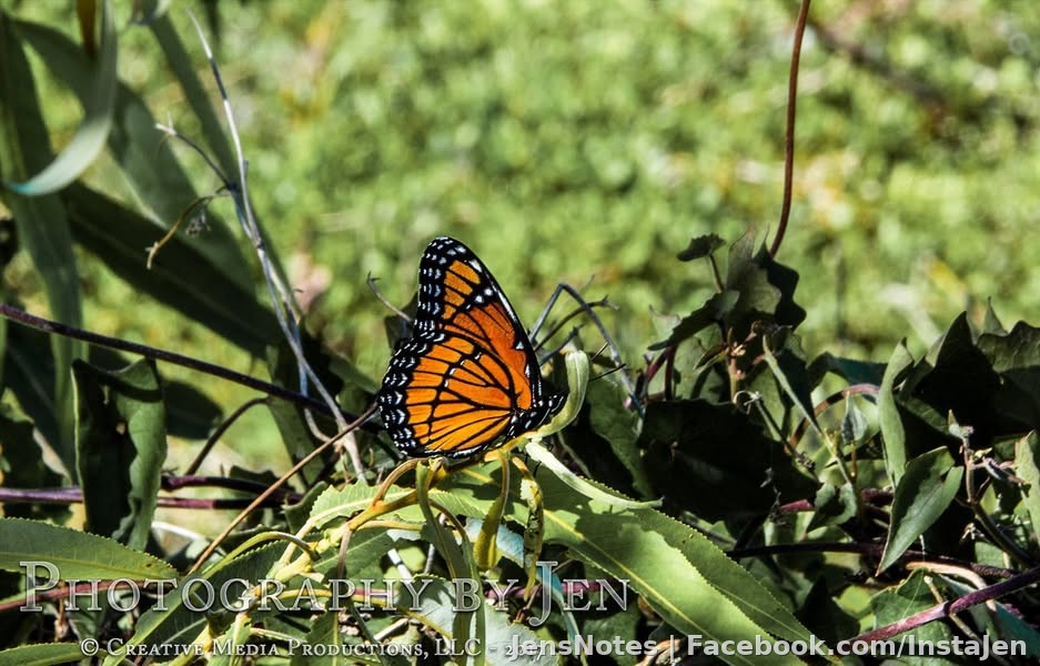 I had to spend a while to catch this butterfly on camera, and then to have him sit still while I get close enough!