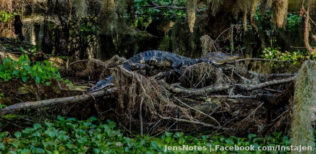 Today's monster gator catch at the Circle B :)