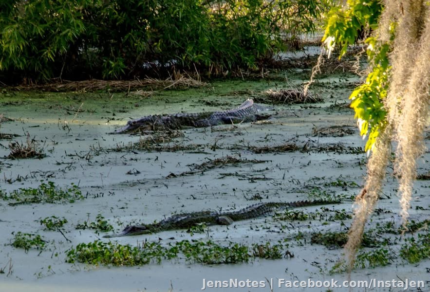 A couple more very very large gators from today.