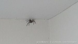 When you've crossed the line from bug to beast.... ommmgg