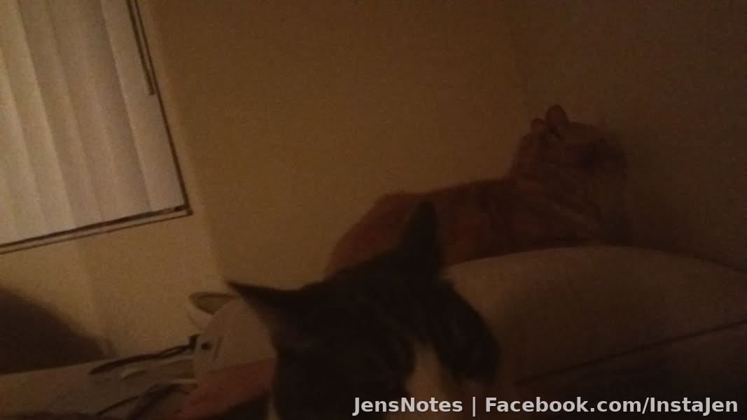 Aro in attack mode while Meow is admiring the wall nose first.