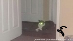 The cats tonight I think are planning to smother me to death. Aro always looks cute when he crosses his paws... but this pic