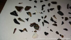Shark Teeth
