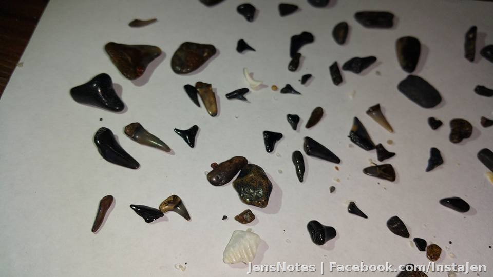 Shark Teeth