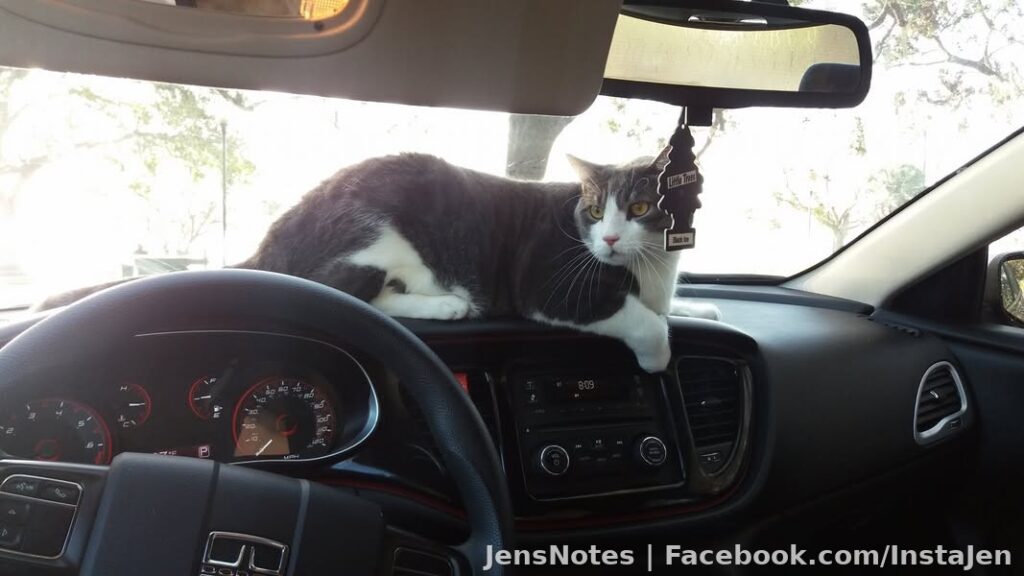 It's a dashcat. Squeaky knocked off my dashcam for his wide load lol. Had to remove the cats for a couple hours so cleaning