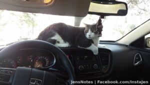 It's a dashcat. Squeaky knocked off my dashcam for his wide load lol. Had to remove the cats for a couple hours so cleaning