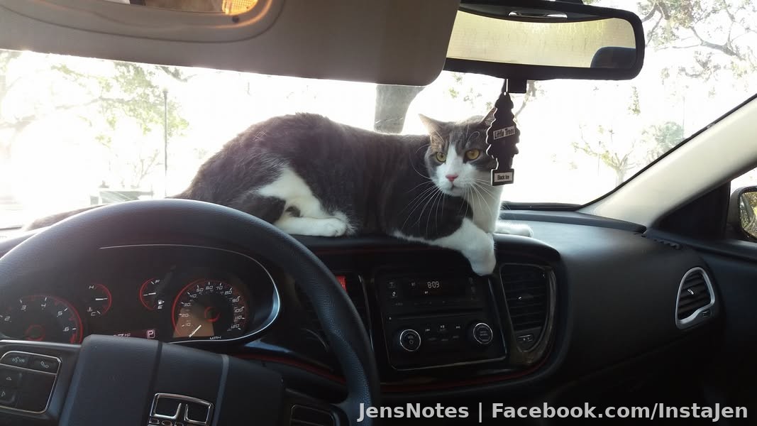 It's a dashcat. Squeaky knocked off my dashcam for his wide load lol. Had to remove the cats for a couple hours so cleaning
