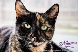 @[20904508:2048:Jason Mellen]'s bat cat Mira :) lol