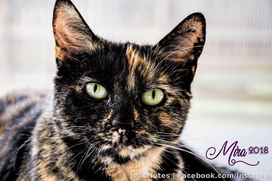 @[20904508:2048:Jason Mellen]'s bat cat Mira :) lol