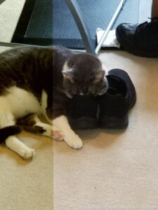 I'm starting to understand why Squeaky's squeak has started to turn into meows all of a sudden. Brain damage from sleeping face first inside