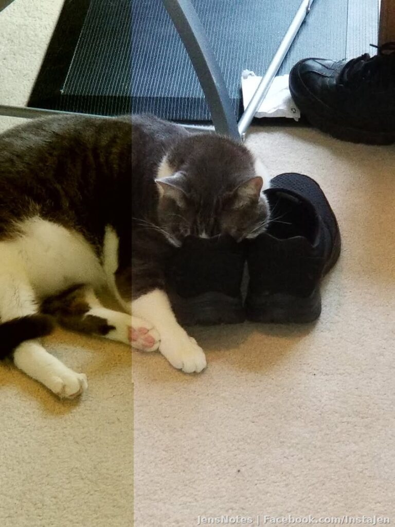 I'm starting to understand why Squeaky's squeak has started to turn into meows all of a sudden. Brain damage from sleeping face first inside
