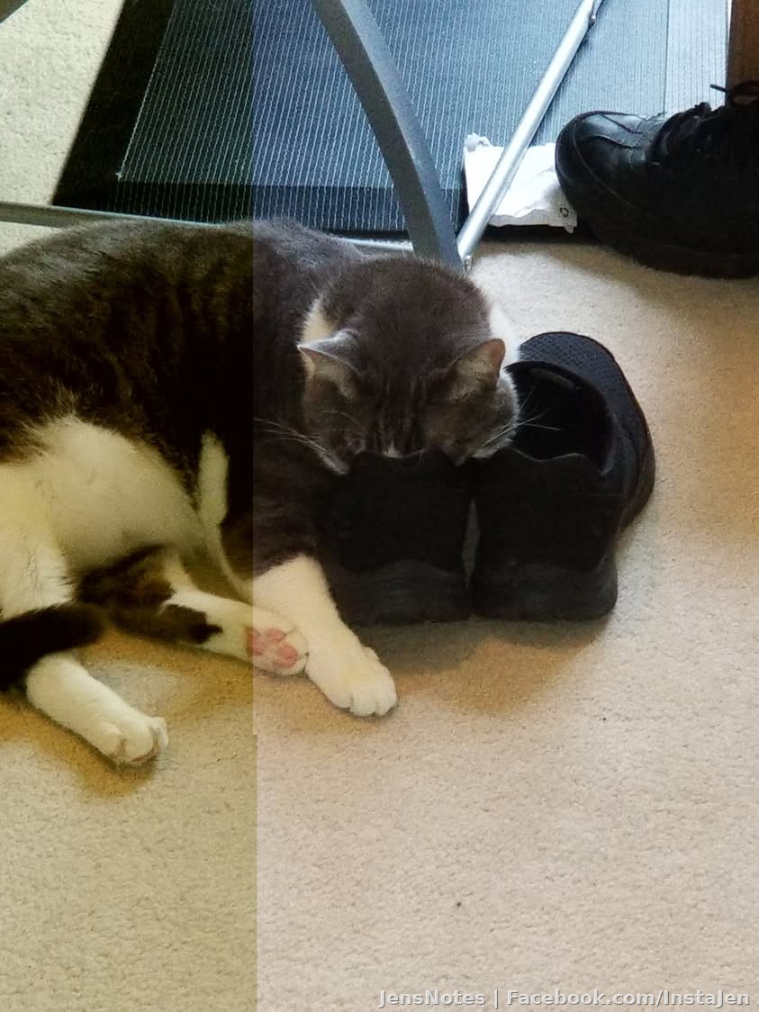 I'm starting to understand why Squeaky's squeak has started to turn into meows all of a sudden. Brain damage from sleeping face first inside
