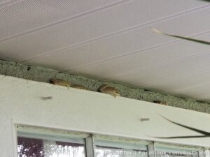 The frogger family living above the window next to my front door. I'm just waiting to find one inside.... blegh! That, or another lizard...
