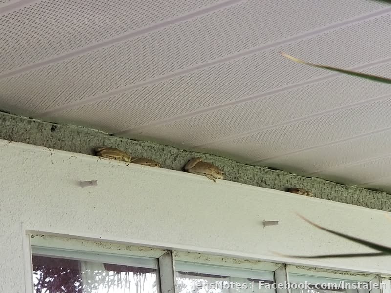 The frogger family living above the window next to my front door. I'm just waiting to find one inside.... blegh! That, or another lizard...