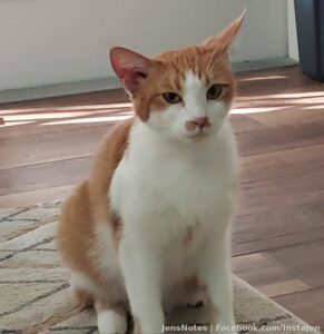 Say hello to "Kitty Kitty Carrot Cake" lol. Our newest furbaby we rescued. She's been hanging around our backyard for months until I couldn't