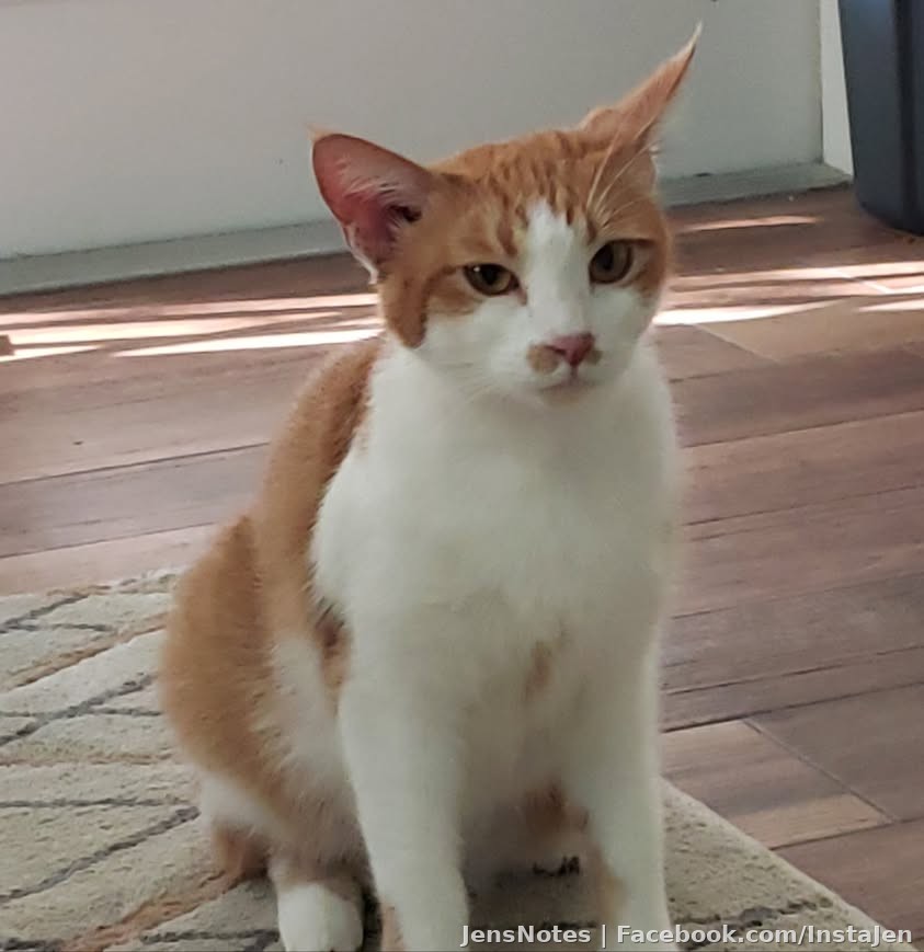 Say hello to "Kitty Kitty Carrot Cake" lol. Our newest furbaby we rescued. She's been hanging around our backyard for months until I couldn't