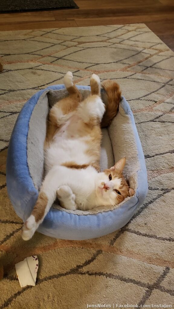 Our stray adopted "carrot cake" is enjoying her new bed thanks to her human great grandma Joyce :) Carry is so sweet, but nuttier