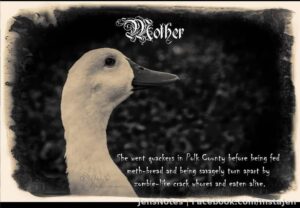 I don't ever go near this God forsaken county, except I miss my Circle B reserve photography, so it's off on our long drive
