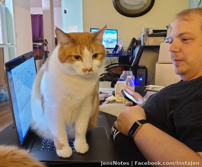 Apparently Ava isn't the only one with a cat-top computer!