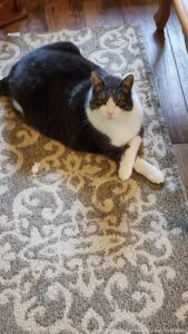 Squeaker says good morning lol. He sits so pretty and looks so sweet but make no mistake he can still be a dick when