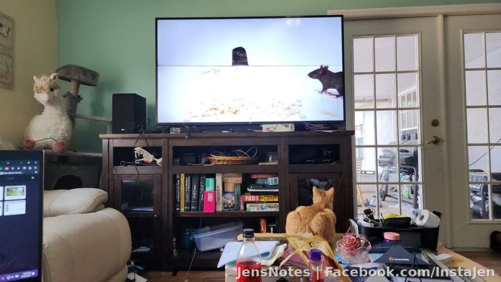 Walter needs a dog to keep up with him and his energy. All he does is watch youtube all day long and doesn't play