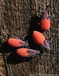 Oh my lord these things are swarming in my yard hanging out in the grass and all over the wood fence! I've never seen