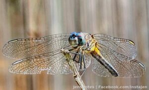 A dragonfly just chilling out in the yard today. Stood still a while for me! I even had time after discovering it to run